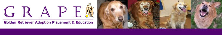 Philadelphia Dog Rescue Adoption Placement Golden Retriever